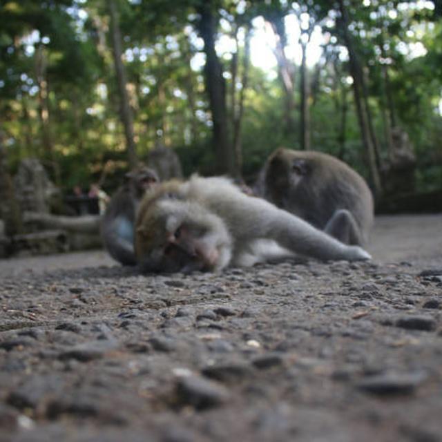 Vinaya Homestay Убуд Экстерьер фото
